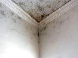 Best Forensic Mold Investigation  in USA